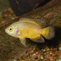 Lemon Yellow Oscar (Astronotus ocellatus)