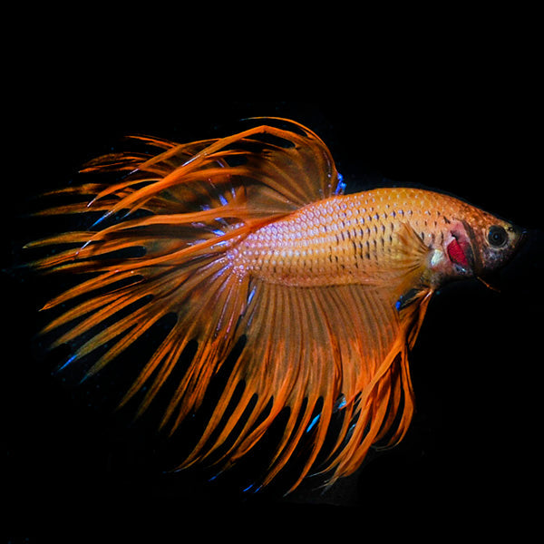 Orange Crowntail Betta (Betta splendens)