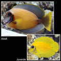 Lemon Peel Tang