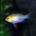 German Gold Ram (Mikrogeophagus ramirezi)