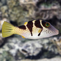 Valentine Puffer (Canthigaster valentini)