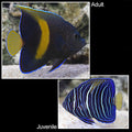 Maculosus Angelfish (Pomacanthus maculosus)