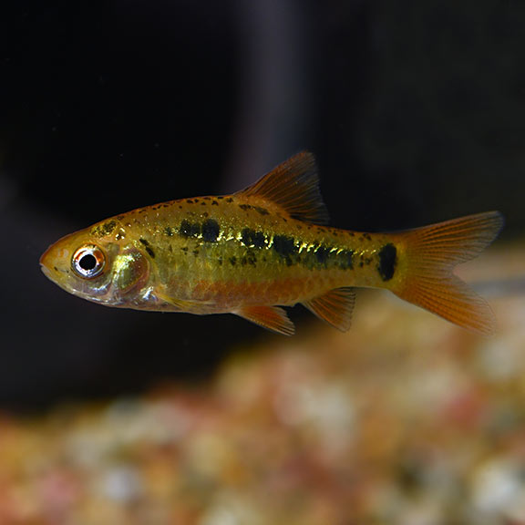 Gold Barb (Barbodes semifasciolatus)