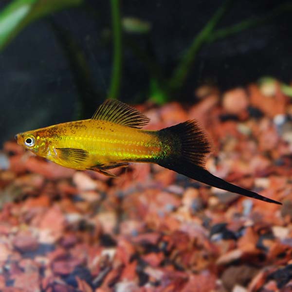 Marigold Wag Swordtail