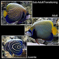 Emperor Angelfish (Pomacanthus imperator)