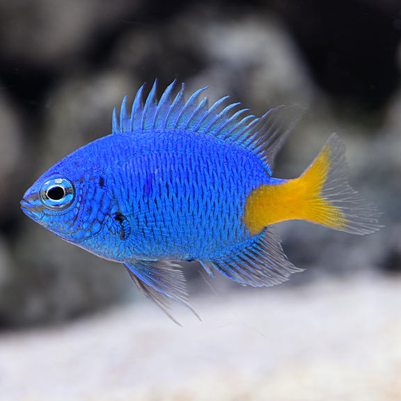 Yellowtail Blue Damsel (Chrysiptera parasema)