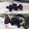 Mandarin Dragonet (Synchiropus splendidus) (Pair)