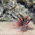 Radiata Lionfish