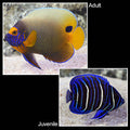Blueface Angelfish (Pomacanthus xanthometopon)