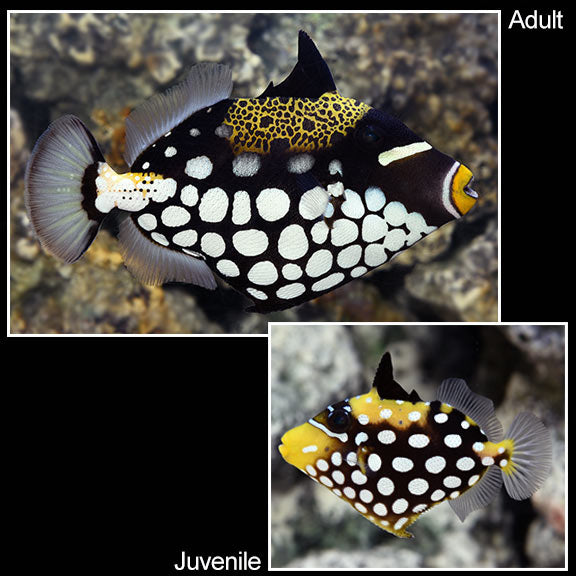 Clown Triggerfish (Balistoides conspicillum)