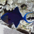 Niger Triggerfish (Odonus niger)