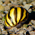 Zebra Nerite Snail