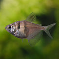 Long-Fin Black Tetra (Gymnocorymbus ternetzi)