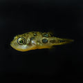 Dwarf Pea Puffer (Carinotetraodon travancoricus)