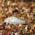 Long-Fin Albino Corydoras
