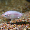 Pink Kissing Gourami (Helostoma temminkii)