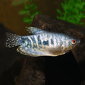 Opaline Gourami (Trichopodus trichopterus)