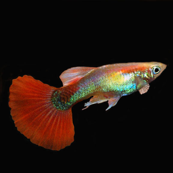 Male Full Red Guppy (Poecilia reticulata)