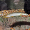 Polypterus Senegalus