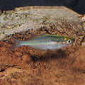 Lacustris (Turquoise) Rainbowfish (Melanotaenia lacustris)