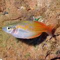 Boesemani Rainbowfish (Melanotaenia boesemani)