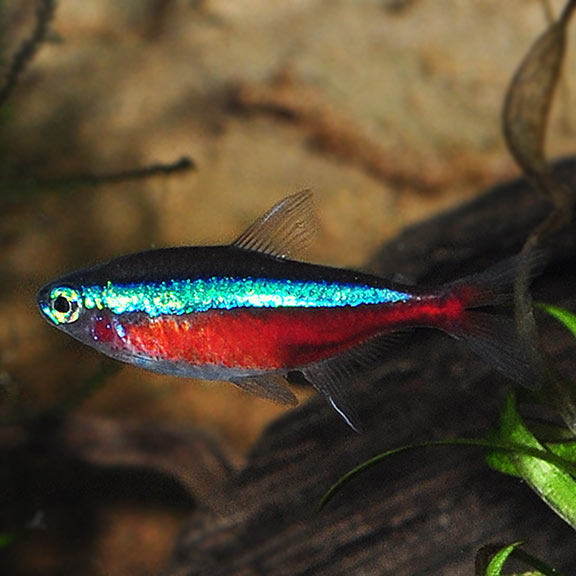 Cardinal Tetra (Paracheirodon axelrodi)