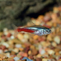Neon Tetra (Paracheirodon innesi)