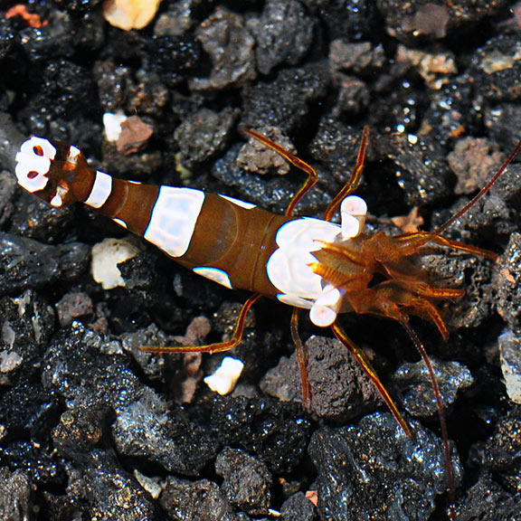 Sexy Anemone Shrimp (Thor amboinensis)