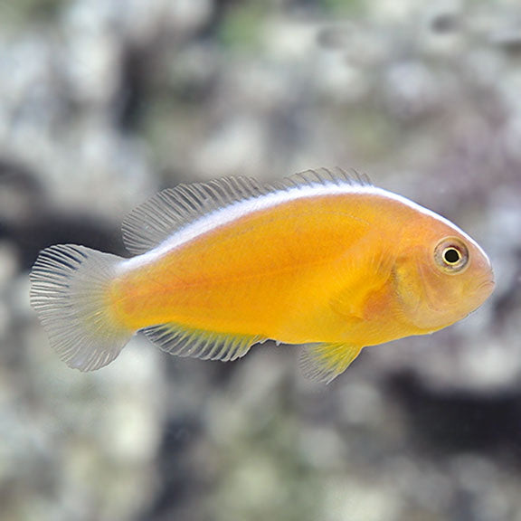 Orange Skunk Clownfish (Amphiprion sandaracinos)