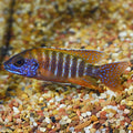 Male Red Peacock Cichlid (Aulonocara sp.)