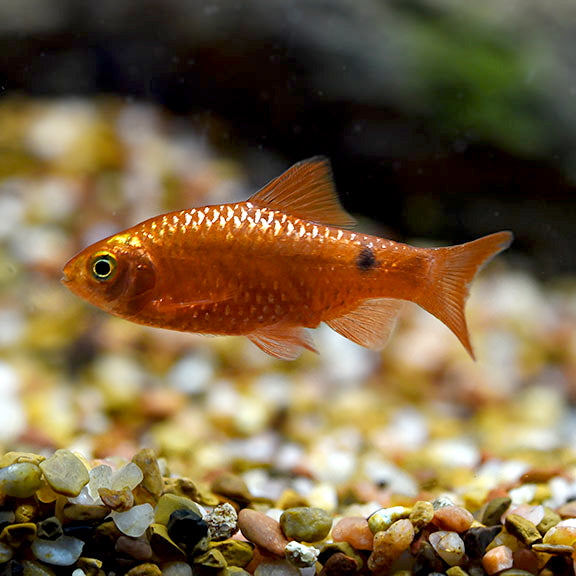 Male Rosy Barb (Pethia conchonius)