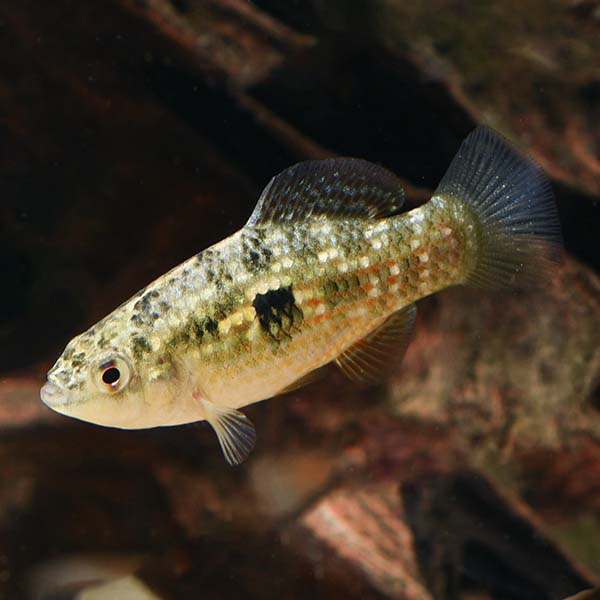 American Flag Fish (Jordanella floridae)
