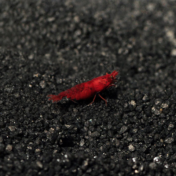 Bloody Mary Shrimp (Neocaridina sp.)