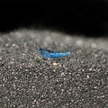 Blue Velvet Shrimp (Neocaridina davidi)
