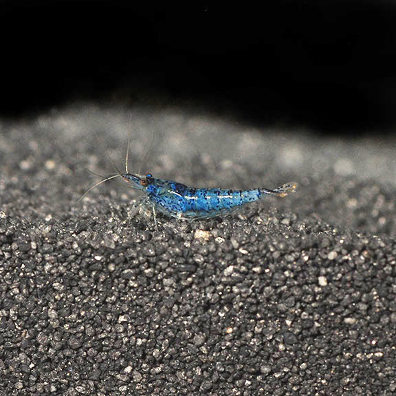 Blue Velvet Shrimp (Neocaridina davidi)
