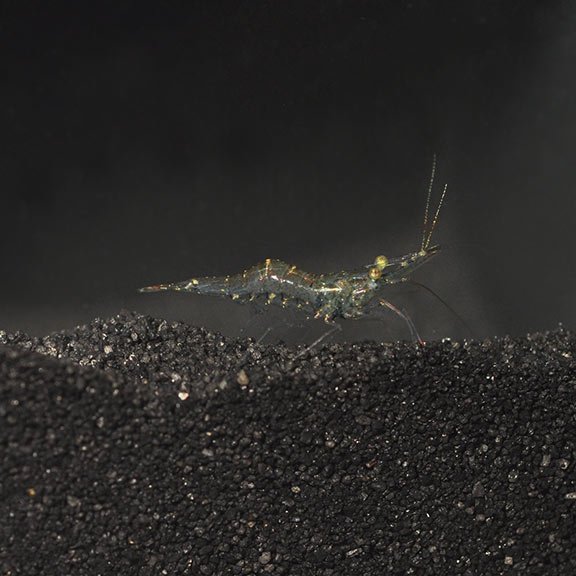 Ghost Shrimp (Palaemonetes sp.)