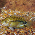 Rainbow Cichlid (Herotilapia multispinosa)