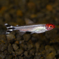 Tank-Raised Rummynose Tetra (Hemigrammus bleheri)