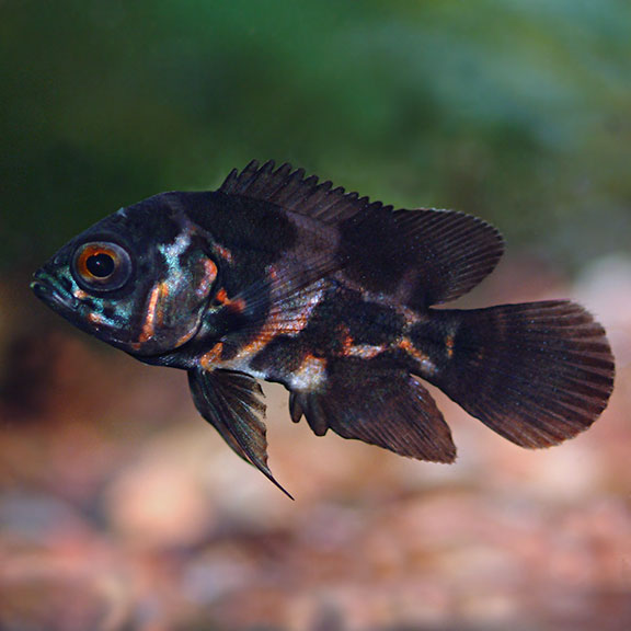 Assorted Oscar (Astronotus ocellatus)