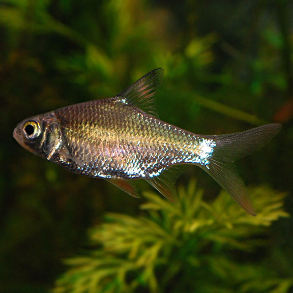 Redtail Gold Tinfoil Barb (Barbonymus schwanenfeldii)