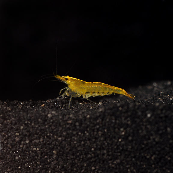 Yellow Cherry Shrimp (Neocaridina davidi)