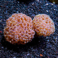 Weekly aquarium maintenance — showpiece reef coral from our gallery
