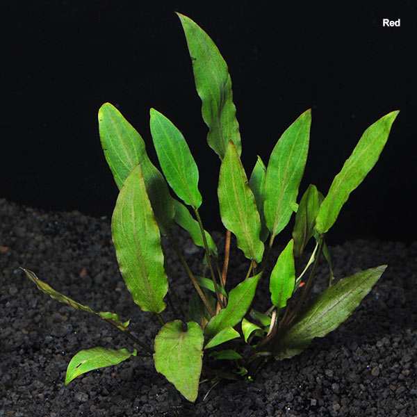 Cryptocoryne Wendtii Red — photo: LiveAquaria, used with permission