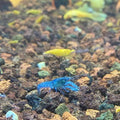 Mini Mex Blue Lobster (Cambarellus patzcuarensis) - photo courtesy @siykataquatics, used with permission