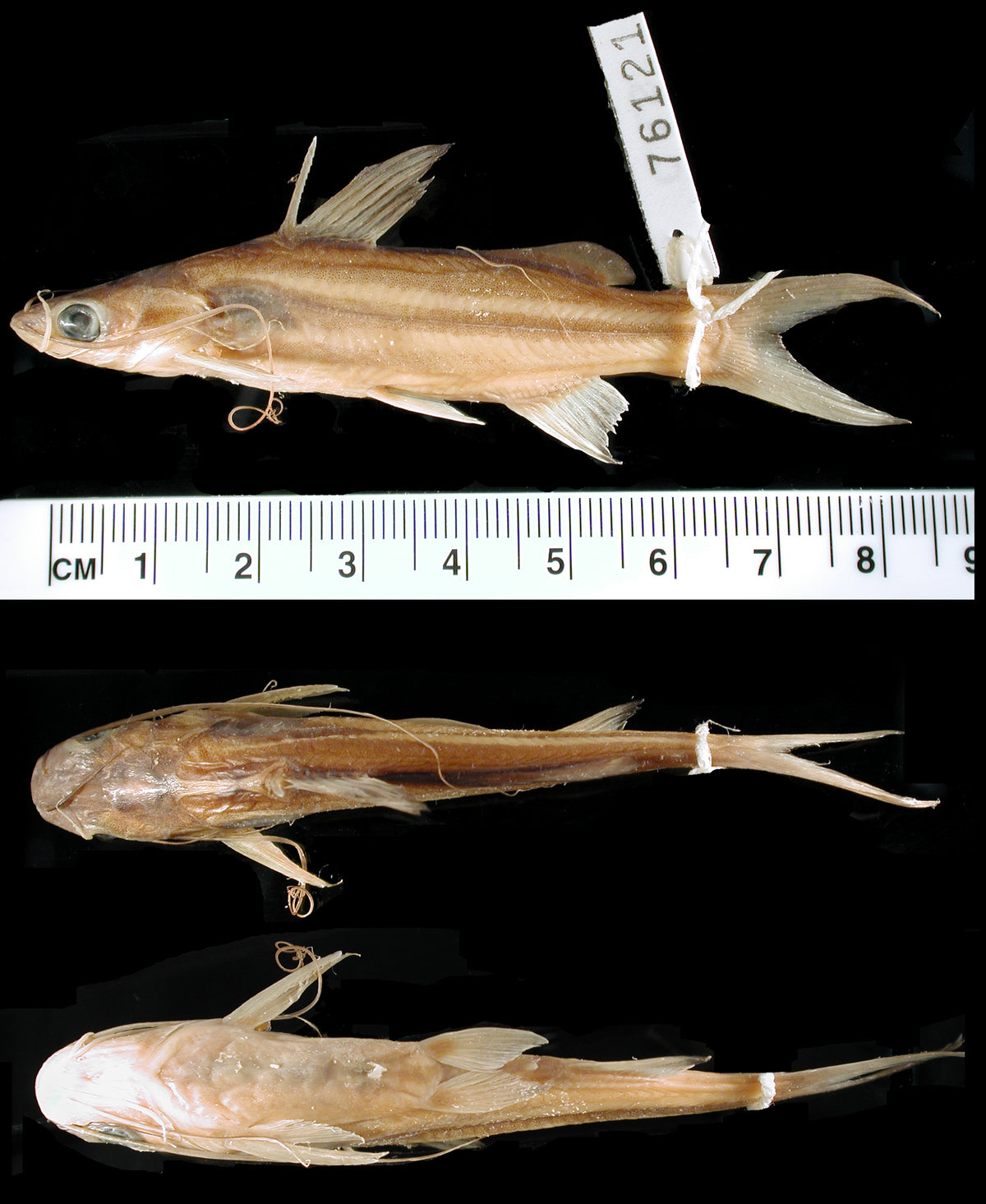 Asian Mystic Catfish (Mystus mysticetus) — museum specimen, CC0; live photo coming