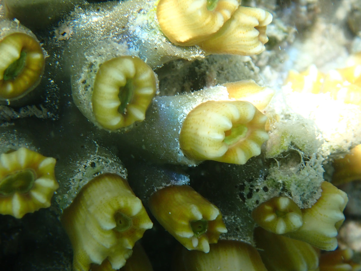Candy Cane Coral (Caulastrea furcata) — photo: Debra Baker, CC BY, via iNaturalist