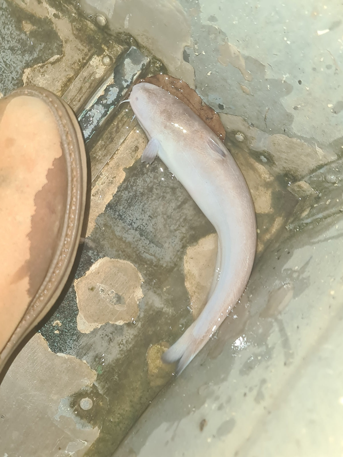 Pink Caqueta Blind Cat — whale catfish (Cetopsis) — photo: Renato Moraes, CC BY 4.0