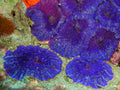 Lavender Mushroom Coral (Discosoma sp.)