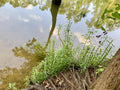 Hygrophila Lacustris — photo: Laura Clark, CC BY, via iNaturalist