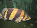 4-Bar Datnoid (Datnioides microlepis) — photo: Ginkgo100, CC BY-SA, via iNaturalist